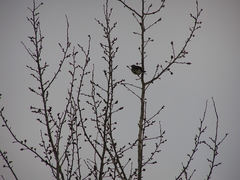 Turdus pilaris