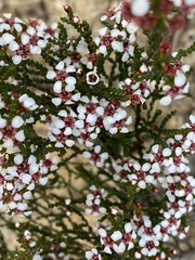 Baeckea brevifolia