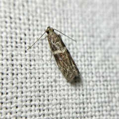 Cryptoblabes plagioleuca