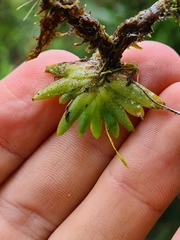 Erycina