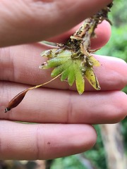 Erycina