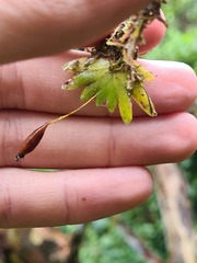 Erycina