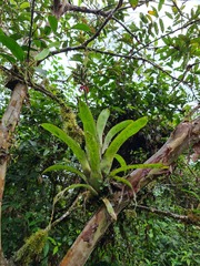 Aechmea angustifolia