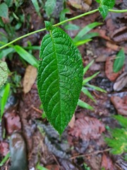 Monopyle
