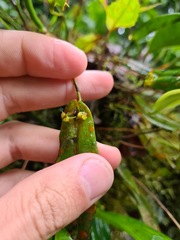Pleurothallis dibolia
