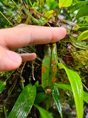 Pleurothallis dibolia