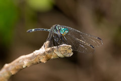 Notiothemis jonesi