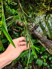 Epidendreae