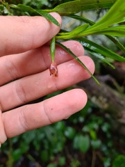 Epidendreae