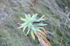 Acronicta geographica