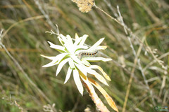Acronicta geographica