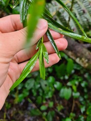 Epidendreae