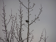Turdus pilaris