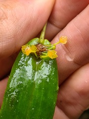 Pleurothallis dibolia