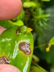 Pleurothallis dibolia