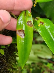 Pleurothallis dibolia