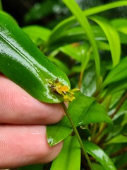 Pleurothallis dibolia
