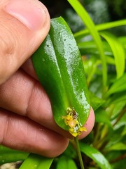 Pleurothallis dibolia