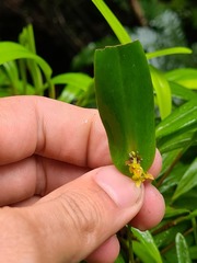 Pleurothallis dibolia