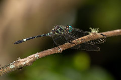 Notiothemis jonesi
