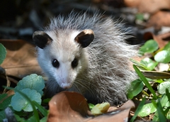 Virginia Opossum photo 5
