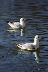 Chroicocephalus ridibundus