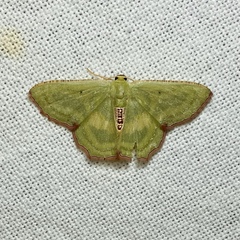 Metallochlora lineata