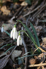 Galanthus nivalis