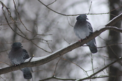 Columba livia domestica