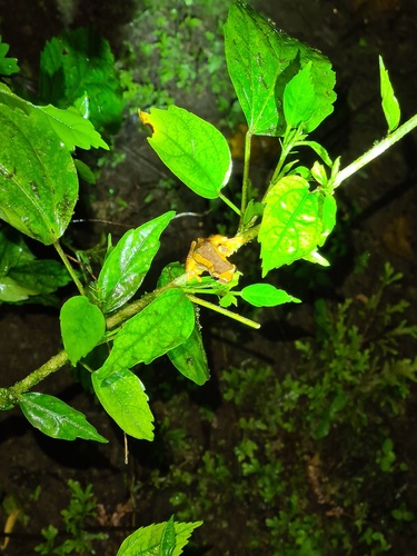 Dendropsophus cannatellai