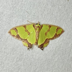 Agathia prasinaspis
