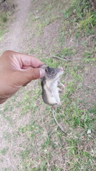 Heteromys irroratus