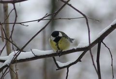 Parus major