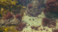 Trachinops caudimaculatus