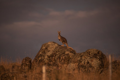 Osphranter robustus robustus