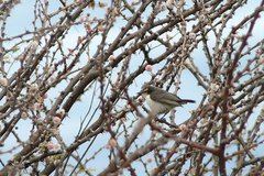 Anthreptes orientalis