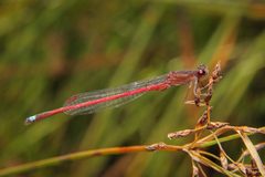 Oxyagrion rubidum