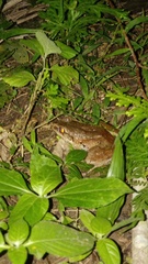 Limnonectes macrodon