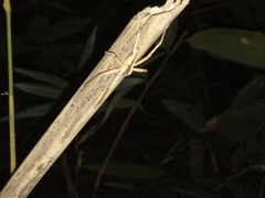 Heteropoda ocyalina