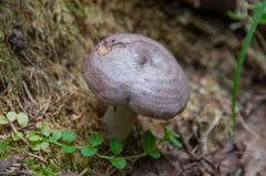 Lactarius flexuosus