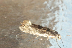 Ypsolopha asperella