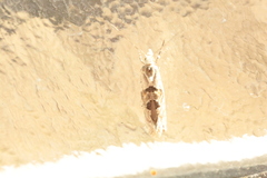 Ypsolopha asperella