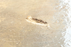 Ypsolopha asperella