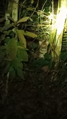 Prionailurus javanensis