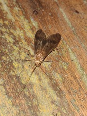 Hydropsychoidea