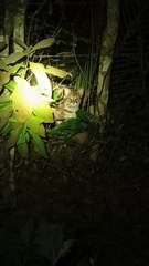 Prionailurus javanensis