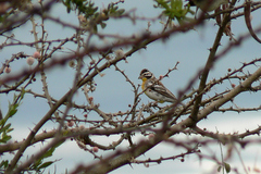 Emberiza poliopleura