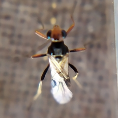 Dinocampus coccinellae