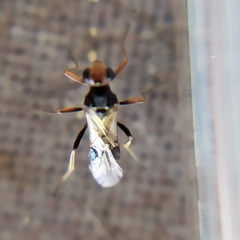 Dinocampus coccinellae