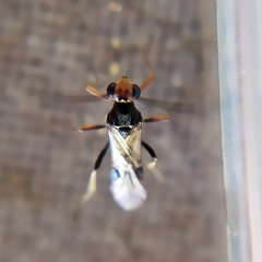 Dinocampus coccinellae